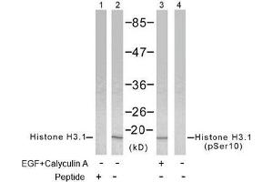 Image no. 2 for anti-Histone H3.1 (HIST1H3B) (pSer10) antibody (ABIN196922) (Histone H3.1 anticorps  (pSer10))