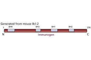 Image no. 1 for anti-B-Cell CLL/lymphoma 2 (BCL2) antibody (ABIN967441) (Bcl-2 anticorps)