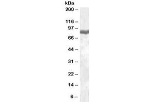Western blot testing of peripheral blood mononucleocyte lysate with LTF antibody at 0. (Lactoferrin anticorps)