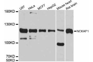 Western blot analysis of extracts of various cell lines, using NCKAP1 antibody.