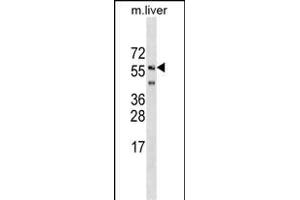SHOC2 Antibody (N-term) (ABIN1539467 and ABIN2849244) western blot analysis in mouse liver tissue lysates (35 μg/lane). (SHoc2/Sur8 anticorps  (N-Term))
