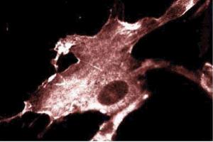 Immunofluorescence staining of WI-38 cells (Human lung fibroblasts, ATCC CCL-75). (IQGAP1 anticorps  (AA 1348-1490))