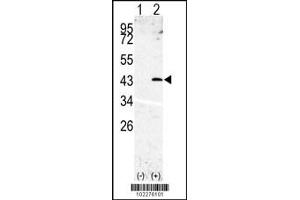 Western blot analysis of SPPL3 using rabbit polyclonal SPPL3 Antibody using 293 cell lysates (2 ug/lane) either nontransfected (Lane 1) or transiently transfected with the SPPL3 gene (Lane 2).