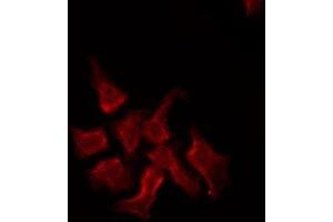ABIN6274944 staining RAW264. (ABCC2 anticorps  (Internal Region))
