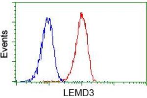 Image no. 3 for anti-LEM Domain Containing 3 (LEMD3) antibody (ABIN1499117)