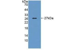 LRP1B anticorps  (AA 31-194)