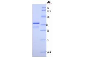 SDS-PAGE analysis of Pig Insulin Like Growth Factor 1 (IGF1) Protein. (IGF1 Protéine)