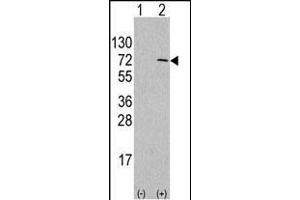 Western blot analysis of anti-hG4D- Pab 1811b in 293 cell line lysates transiently transfected with the G4D gene (2 μg/lane). (ATG4D anticorps  (AA 220-249))