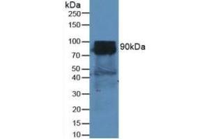 Rabbit Capture antibody from the kit in WB with Positive Control: Sample Mouse Heart Tissue. (DPP4 Kit ELISA)