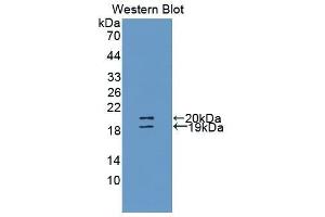Western Blotting (WB) image for anti-Uromodulin (UMOD) (AA 30-150) antibody (ABIN1860905) (Uromodulin anticorps  (AA 30-150))