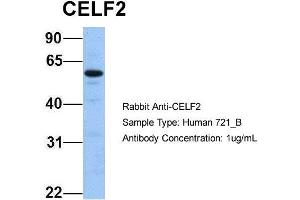 Host: Rabbit Target Name: CELF2 Sample Type: 721_B Antibody Dilution: 1. (CELF2 anticorps  (N-Term))