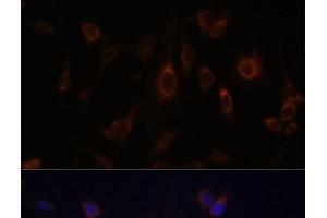Immunofluorescence analysis of C6 cells using GLRX Polyclonal Antibody at dilution of 1:100. (Glutaredoxin 1 anticorps)