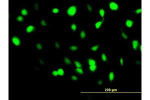 Immunofluorescence of monoclonal antibody to BANF1 on HeLa cell.