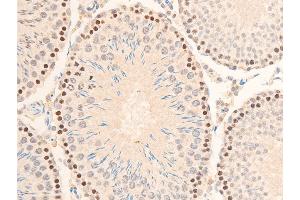 ABIN6267069 at 1/100 staining mouse testis tissue sections by IHC-P.