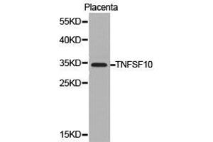 Western Blotting (WB) image for anti-Tumor Necrosis Factor (Ligand) Superfamily, Member 10 (TNFSF10) antibody (ABIN1875140) (TRAIL anticorps)
