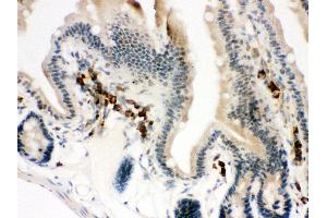 Anti- ACTIN antibody, IHC(P) IHC(P): Mouse Intestine Tissue (Actin anticorps  (C-Term))