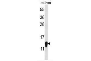 C1orf144 Antibody (N-term) western blot analysis in mouse liver tissue lysates (35µg/lane).