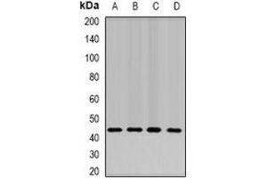 Western blot analysis of NELF-E expression in SW620 (A), Hela (B), mouse liver (C), mouse testis (D) whole cell lysates. (RDBP anticorps)