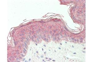 Anti-PHD3 / EGLN3 antibody IHC staining of human skin. (EGLN3 anticorps  (AA 50-100))