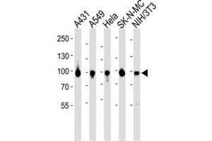 Western blot analysis of lysate from A431, A549, HeLa, SK-N-MC, mouse NIH3T3 cell line using HSP90 antibody diluted at 1:1000 for each lane. (HSP90 anticorps  (AA 299-331))