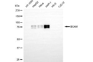 Western blotting analysis using BCAM antibody (ABIN7797732).