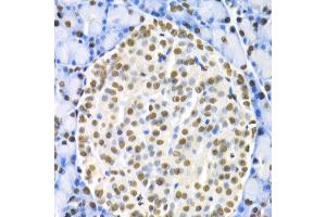 Immunohistochemistry of paraffin-embedded rat pancreas using HNF4A antibody at dilution of 1:200 (400x lens).