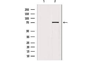 Western blot analysis of extracts from mouse brain, using HKR1 Antibody. (HKR1 anticorps)