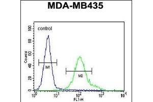 GRIN2A Antibody (C-term) (ABIN655337 and ABIN2844902) flow cytometric analysis of MDA-M cells (right histogram) compared to a negative control cell (left histogram). (NMDAR2A anticorps  (C-Term))