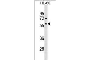 ACVR1 Antibody (ABIN391154 and ABIN2841264) western blot analysis in HL-60 cell line lysates (35 μg/lane). (ACVR1 anticorps  (AA 138-170))