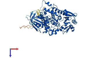 AlphaFold protein structure predicition of Human Recombinant MTM1 Protein, UniprotID Q13496