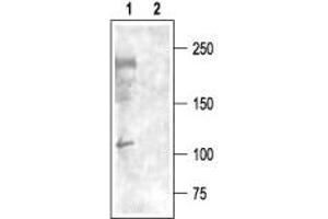 Western blot analysis of rat brain membranes: - 1. (CACNA1I anticorps  (Intracellular))