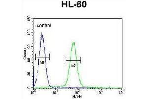 IGHG1 Antibody (Center) flow cytometric analysis of HL-60 cells (right histogram) compared to a negative control cell (left histogram).