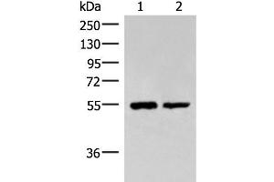 Western blot analysis of Raji and K562 cell lysates using RUVBL1 Polyclonal Antibody at dilution of 1:2200 (RUVBL1 anticorps)