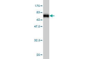 Western Blot detection against Immunogen (58.