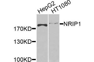 Western blot analysis of extracts of various cells, using NRIP1 antibody. (NRIP1 anticorps)