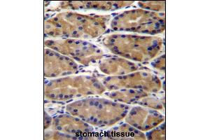 UPRT Antibody (C-term) (ABIN657295 and ABIN2846381) immunohistochemistry analysis in formalin fixed and paraffin embedded human stomach tissue followed by peroxidase conjugation of the secondary antibody and DAB staining. (UPRT anticorps  (C-Term))
