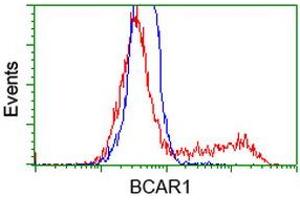 Image no. 2 for anti-Breast Cancer Anti-Estrogen Resistance 1 (BCAR1) antibody (ABIN1496832) (BCAR1 anticorps)