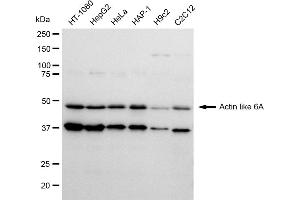 Western blotting analysis using Actin like 6A antibody (ABIN7797455). (Recombinant BAF53A anticorps)