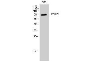 Western Blotting (WB) image for anti-Poly(A) Binding Protein, Cytoplasmic 3 (PABPC3) (Internal Region) antibody (ABIN3176747) (PABPC3 anticorps  (Internal Region))