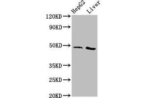 Western Blot Positive WB detected in: HepG2 whole cell lysate, Rat liver tissue All lanes: APMAP antibody at 3. (APMAP anticorps  (AA 134-240))