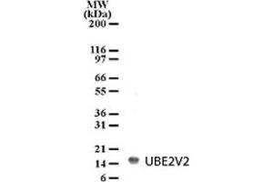 Detection of UBE2V2 in HL-60 cell lysate with UBE2V2 polyclonal antibody  at 2 ug/mL dilution. (UBE2V2 anticorps  (AA 12-28))