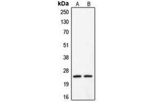 Western blot analysis of Claudin 2 expression in HeLa (A) (Claudin 2 anticorps  (C-Term))