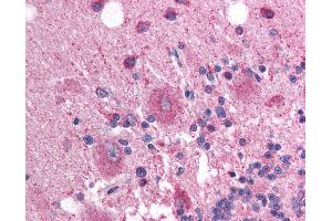 Anti-SOX3 antibody IHC of human brain, cerebellum.