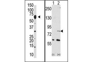 Image no. 1 for anti-Negative Regulator of Ubiquitin-Like Proteins 1 (NUB1) (N-Term) antibody (ABIN357741) (NUB1 anticorps  (N-Term))