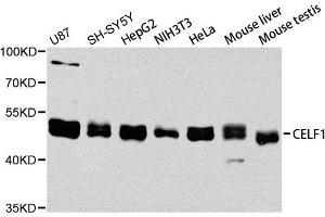 Western blot analysis of extracts of various cell lines, using CELF1 antibody. (CELF1 anticorps)