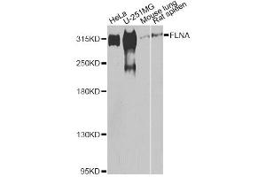 Western blot analysis of extracts of various cell lines, using FLNA antibody (ABIN5975863) at 1/500 dilution. (Filamin A anticorps)