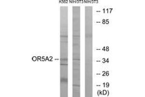 Western blot analysis of extracts from NIH-3T3/K562 cells, using OR5A2 Antibody. (OR5A2 anticorps  (AA 267-316))