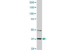 PBK monoclonal antibody (M11), clone 3A11 Western Blot analysis of PBK expression in A-431 .