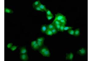 Immunofluorescence staining of HepG2 cells with ABIN7158026 at 1:166, counter-stained with DAPI.