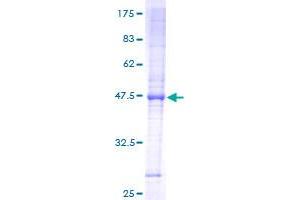 Image no. 1 for Translocase of Inner Mitochondrial Membrane 23 Homolog (Yeast) (TIMM23) (AA 1-209) protein (GST tag) (ABIN1322773)